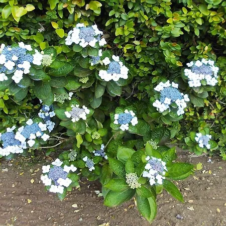 Village Nossa Senhora Da Estrela, Lagoa, Sao Miguel, Azores Holiday home *